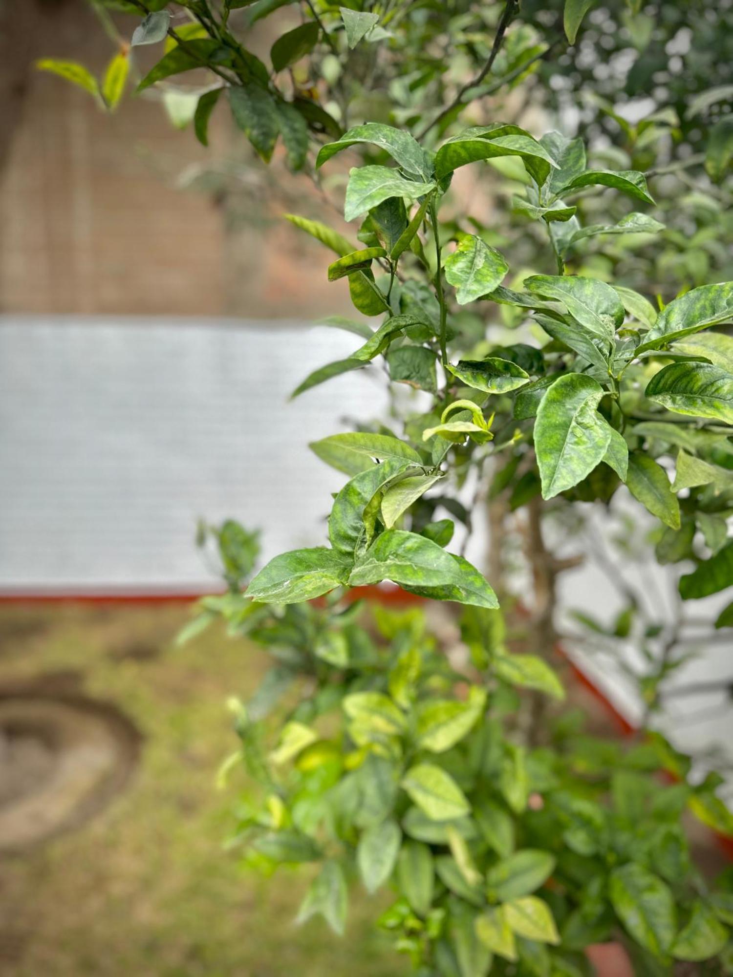 Casa Verde Jesus Maria - Zona Residencial ليما المظهر الخارجي الصورة